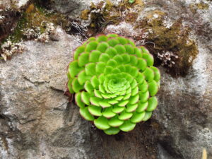 Madeira 's Endemic Flora and Wild Flowers