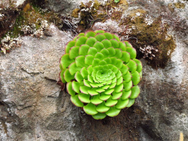 Madeira 's Endemic Flora and Wild Flowers