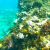 Reef Fish Watching - Image 4