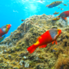 Reef Fish Watching - Image 6