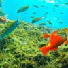 Reef Fish Watching - Image 5