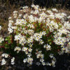 Madeira 's Endemic Flora and Wild Flowers - Image 12