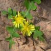 Madeira 's Endemic Flora and Wild Flowers - Image 13