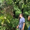 Laurissilva Rainforest - Image 3