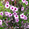 Madeira 's Endemic Flora and Wild Flowers - Image 11